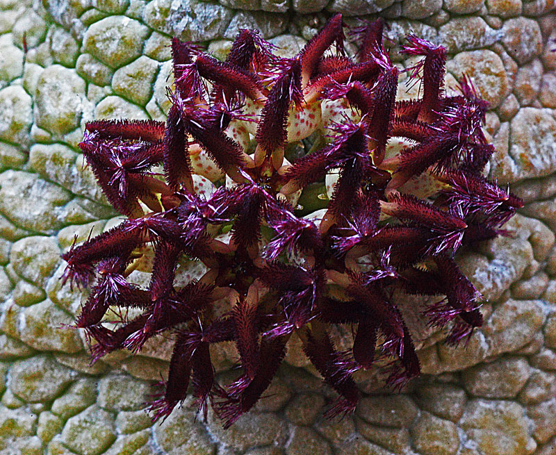 Pseudolithos migiurtinus